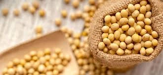 Organic soybeans in a burlap sack illustrating Soy Isoflavones for natural hormonal balance.